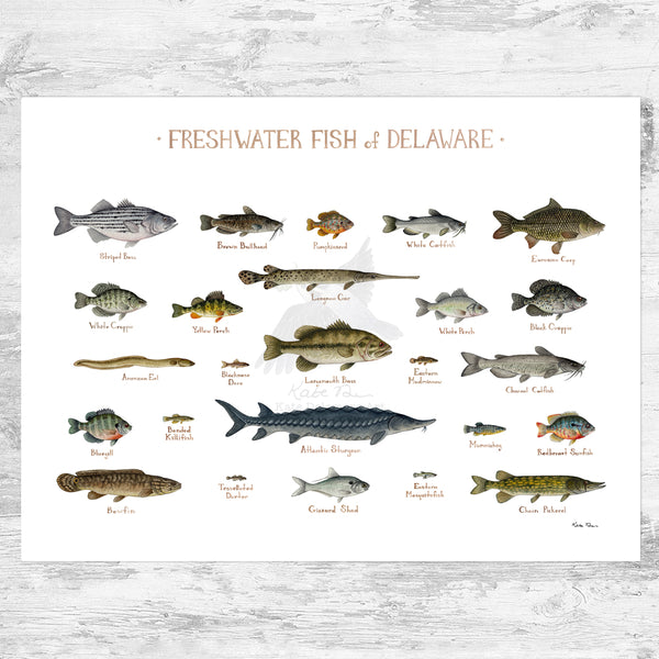 Delaware Freshwater Fish Field Guide Art Print