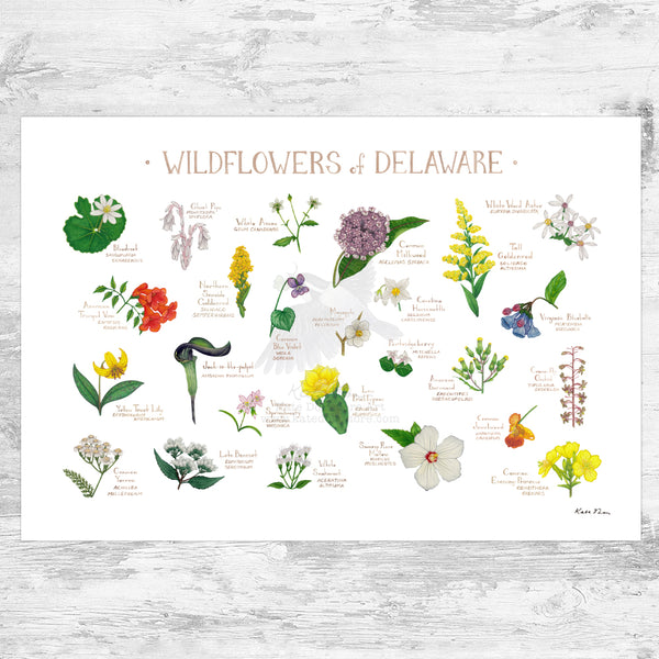 Delaware Wildflowers Field Guide Art Print
