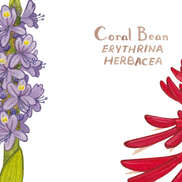 Florida Wildflowers Field Guide Art Print