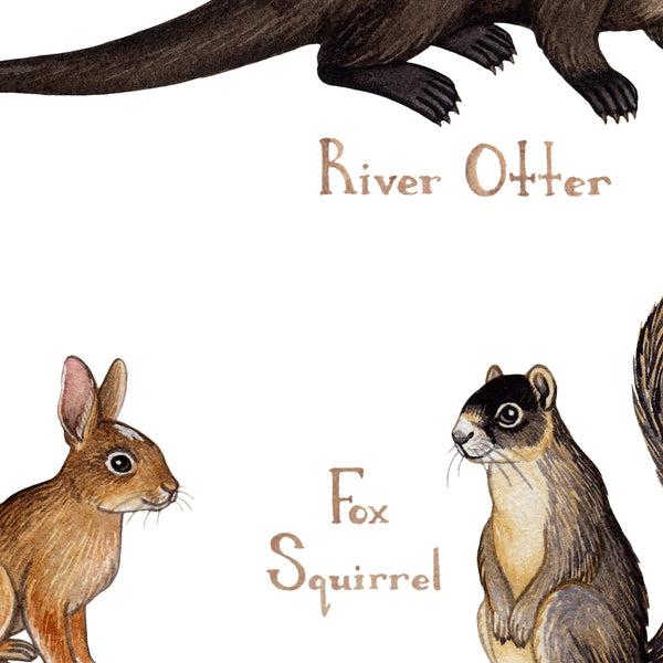 Florida Land Mammals Field Guide Art Print