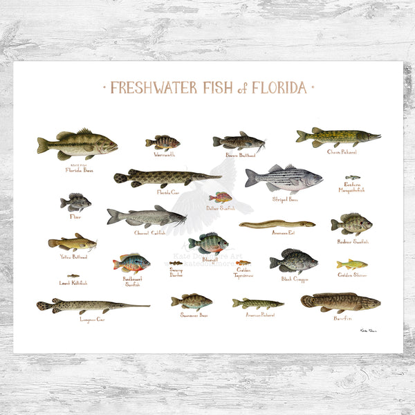 Florida Freshwater Fish Field Guide Art Print