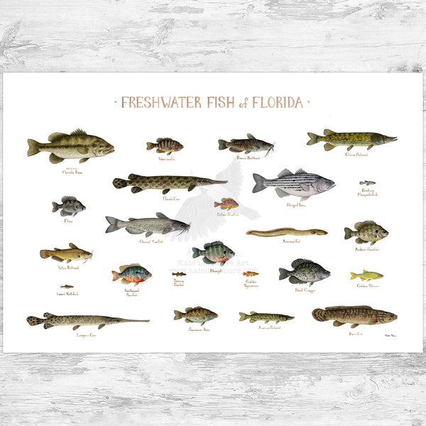 Florida Freshwater Fish Field Guide Art Print