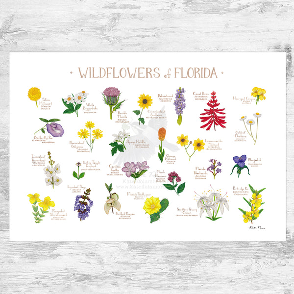 Florida Wildflowers Field Guide Art Print