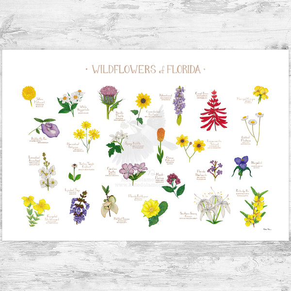 Florida Wildflowers Field Guide Art Print
