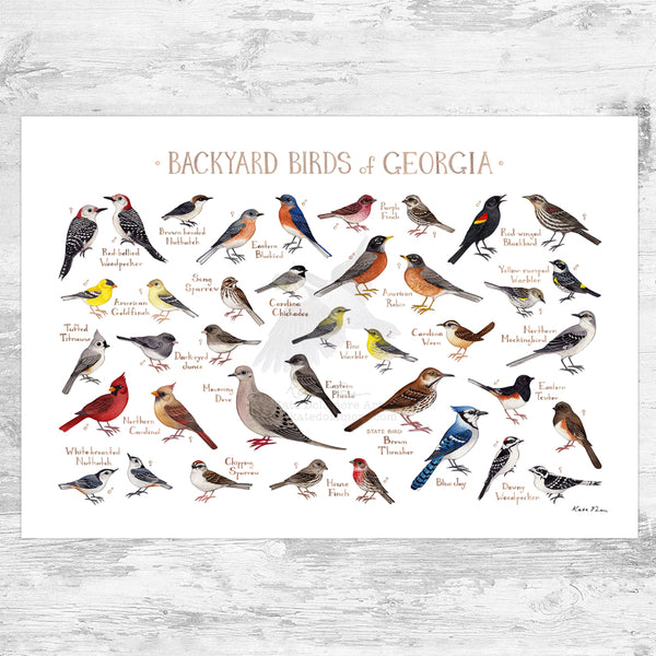 Georgia Backyard Birds Field Guide Art Print