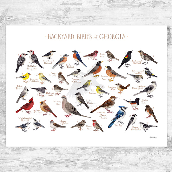 Georgia Backyard Birds Field Guide Art Print