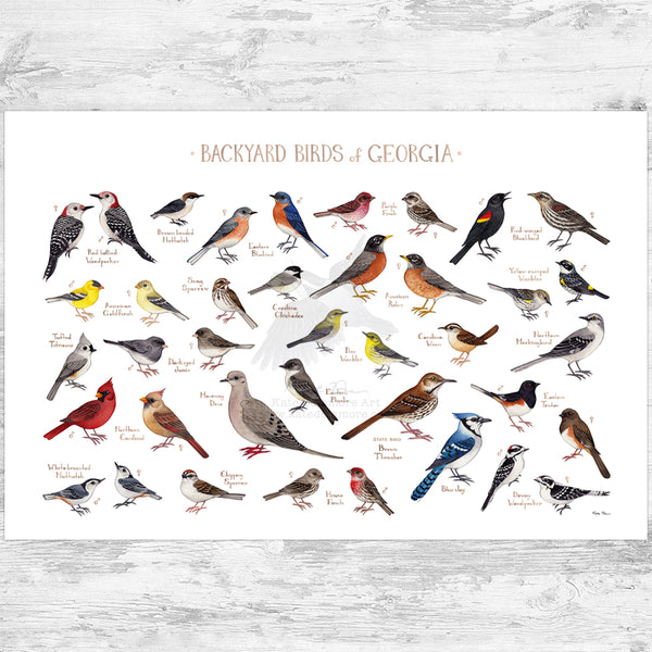 Georgia Backyard Birds Field Guide Art Print