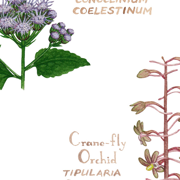 Georgia Wildflowers Field Guide Art Print