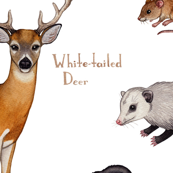 Georgia Land Mammals Field Guide Art Print