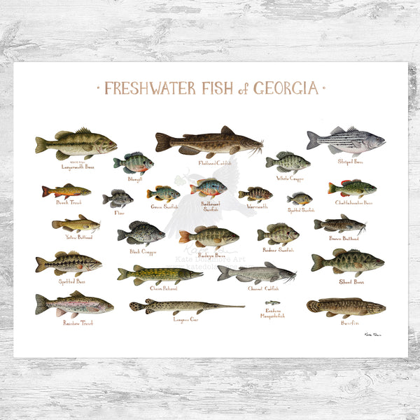 Georgia Freshwater Fish Field Guide Art Print