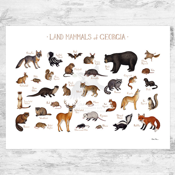 Georgia Land Mammals Field Guide Art Print