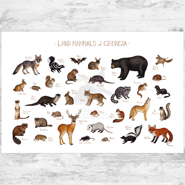 Georgia Land Mammals Field Guide Art Print