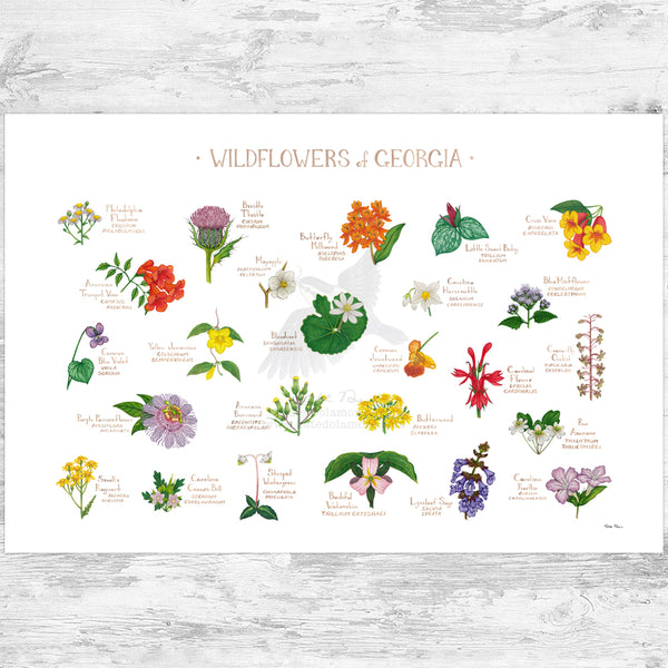 Georgia Wildflowers Field Guide Art Print