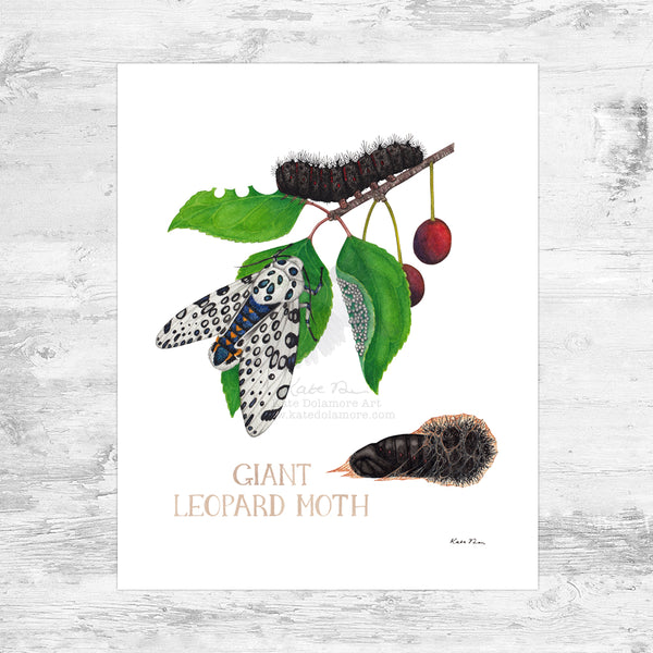 Giant Leopard Moth Art Print