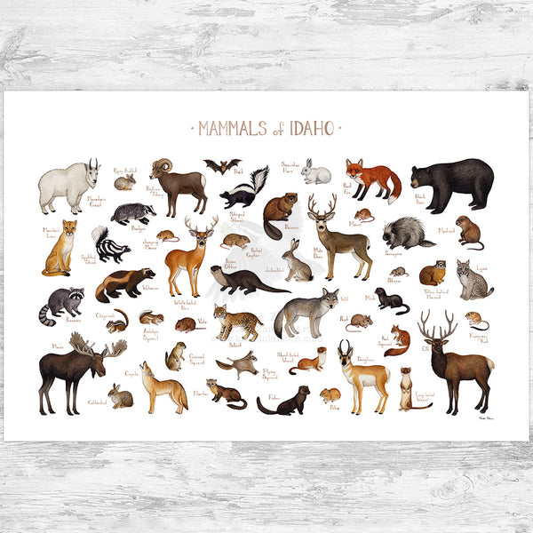 Idaho Mammals Field Guide Art Print