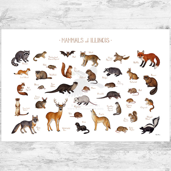 Illinois Mammals Field Guide Art Print