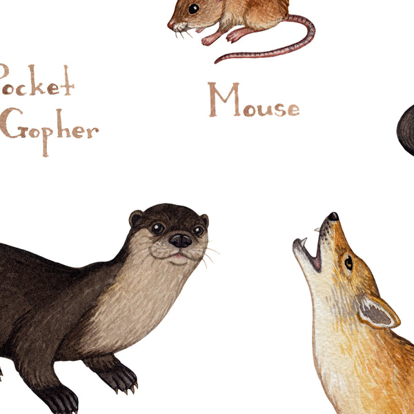 Indiana Mammals Field Guide Art Print