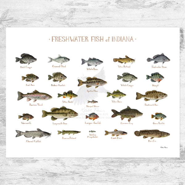 Indiana Freshwater Fish Field Guide Art Print