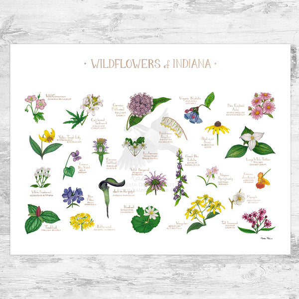 Indiana Wildflowers Field Guide Art Print