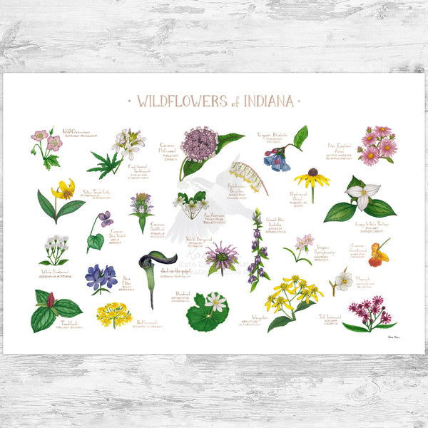 Indiana Wildflowers Field Guide Art Print