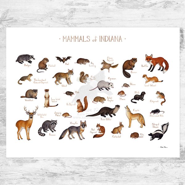 Indiana Mammals Field Guide Art Print