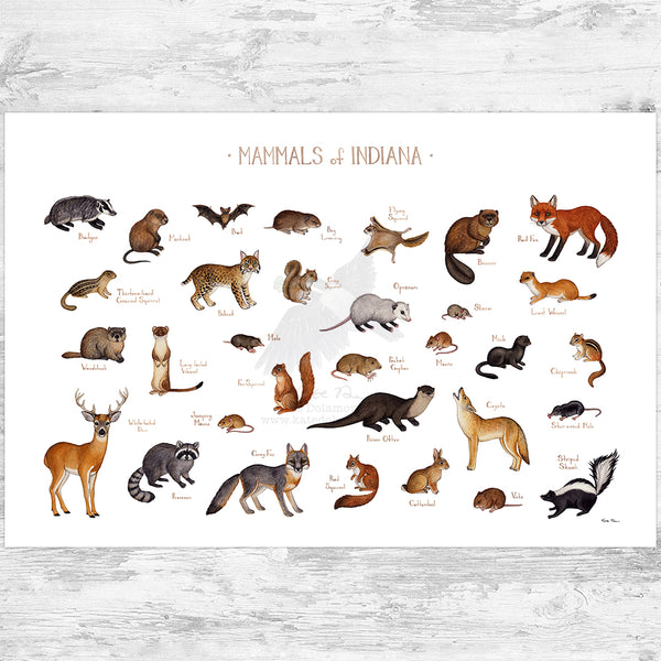 Indiana Mammals Field Guide Art Print