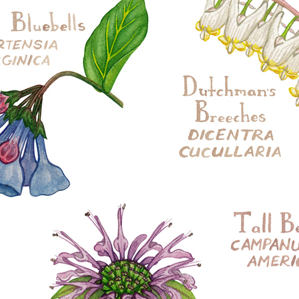 Iowa Wildflowers Field Guide Art Print