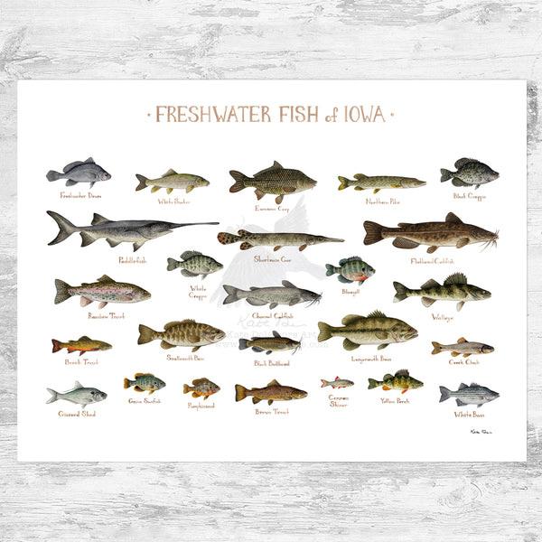 Iowa Freshwater Fish Field Guide Art Print