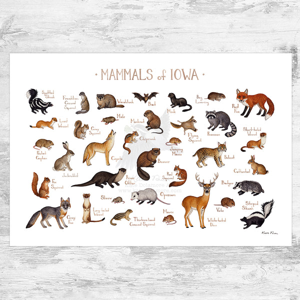 Iowa Mammals Field Guide Art Print