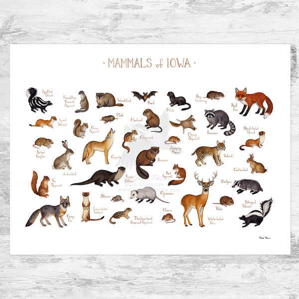 Iowa Mammals Field Guide Art Print
