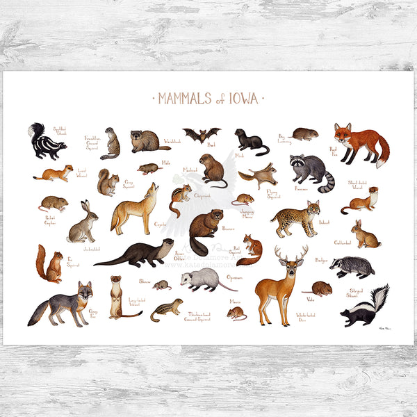 Iowa Mammals Field Guide Art Print