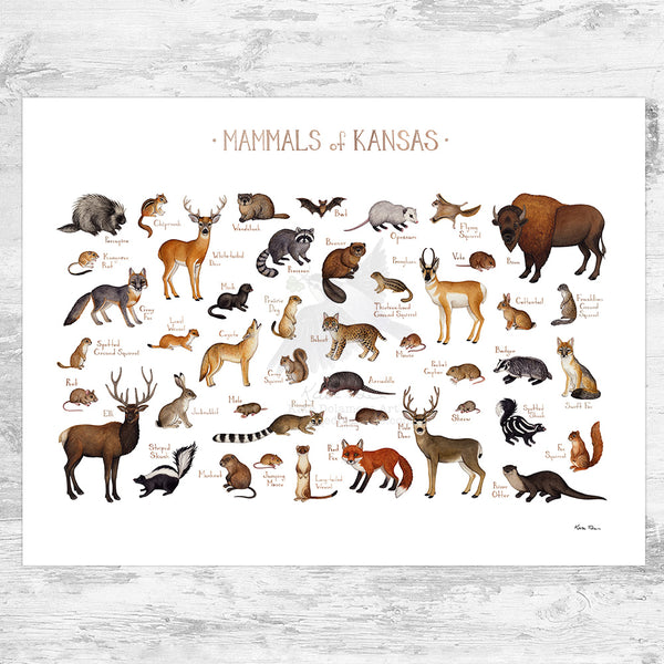 Kansas Mammals Field Guide Art Print