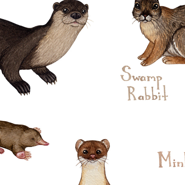 Kentucky Mammals Field Guide Art Print