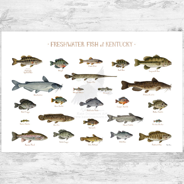 Kentucky Freshwater Fish Field Guide Art Print