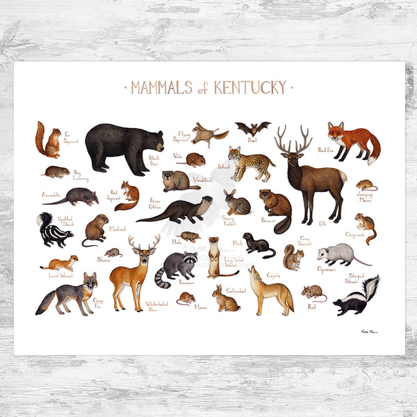 Kentucky Mammals Field Guide Art Print