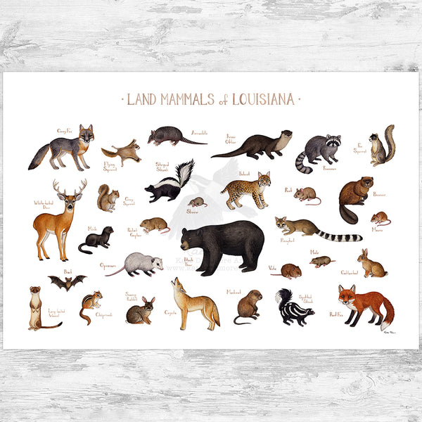 Louisiana Land Mammals Field Guide Art Print