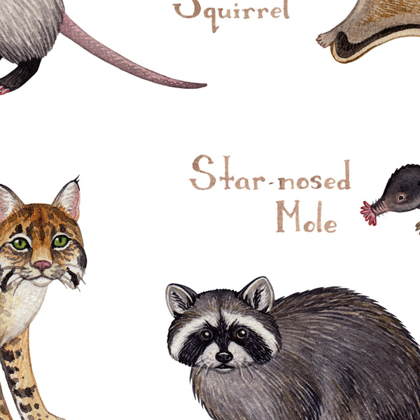 Maine Land Mammals Field Guide Art Print