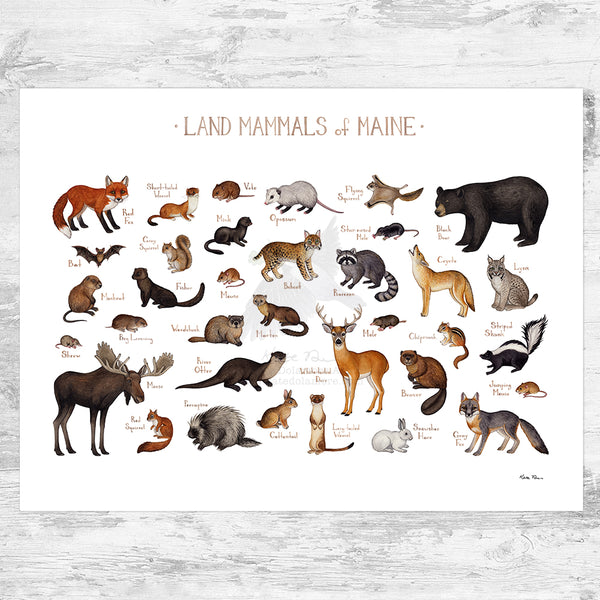 Maine Land Mammals Field Guide Art Print