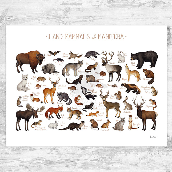 Manitoba Land Mammals Field Guide Art Print