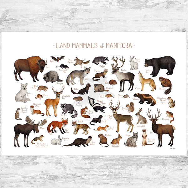 Manitoba Land Mammals Field Guide Art Print