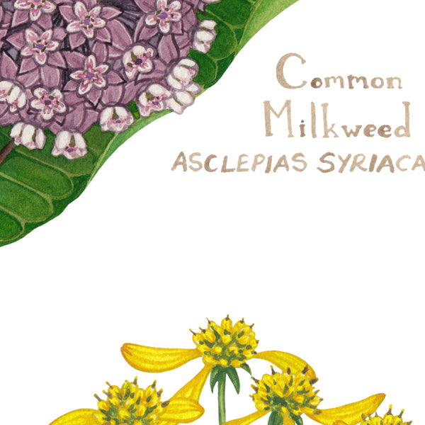 Maryland Wildflowers Field Guide Art Print