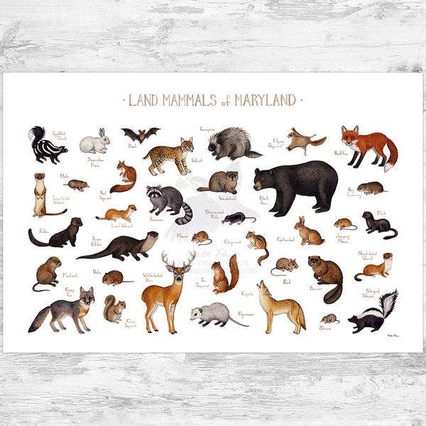 Maryland Land Mammals Field Guide Art Print