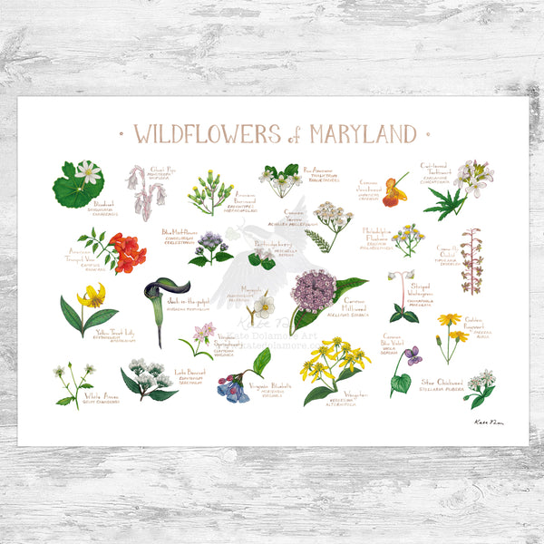Maryland Wildflowers Field Guide Art Print