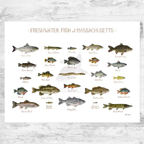 Massachusetts Freshwater Fish Field Guide Art Print