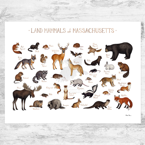 Massachusetts Land Mammals Field Guide Art Print