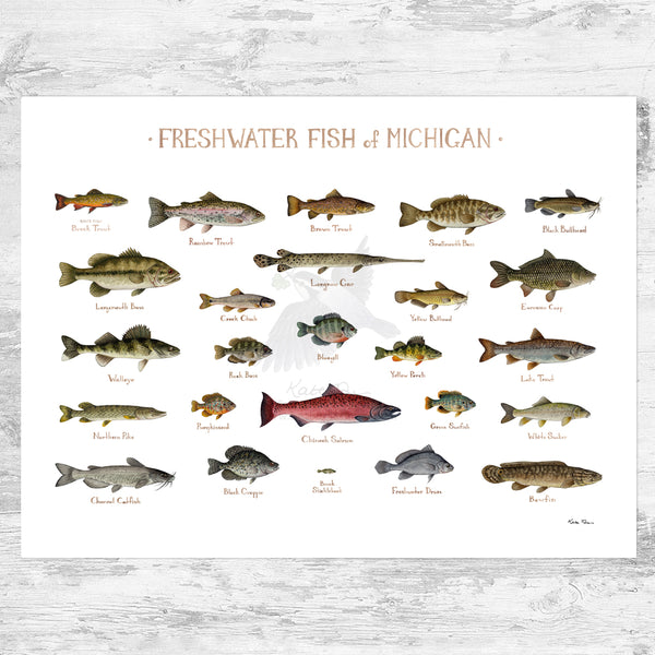 Michigan Freshwater Fish Field Guide Art Print