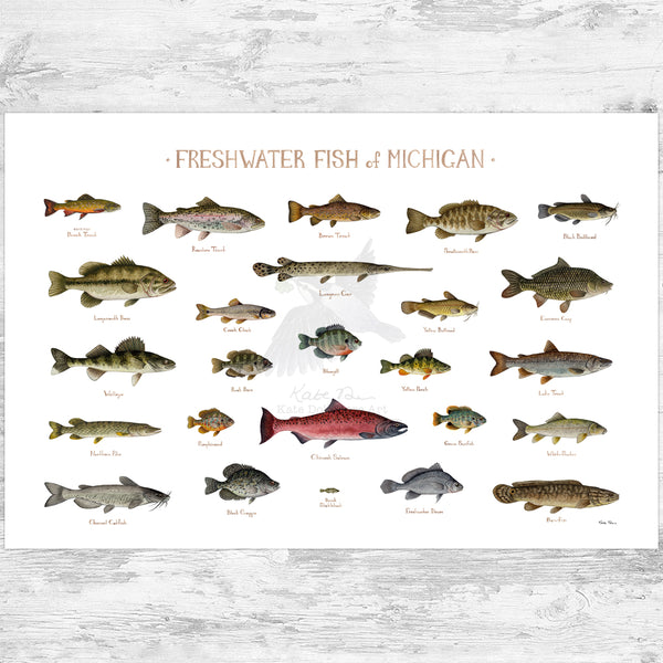 Michigan Freshwater Fish Field Guide Art Print