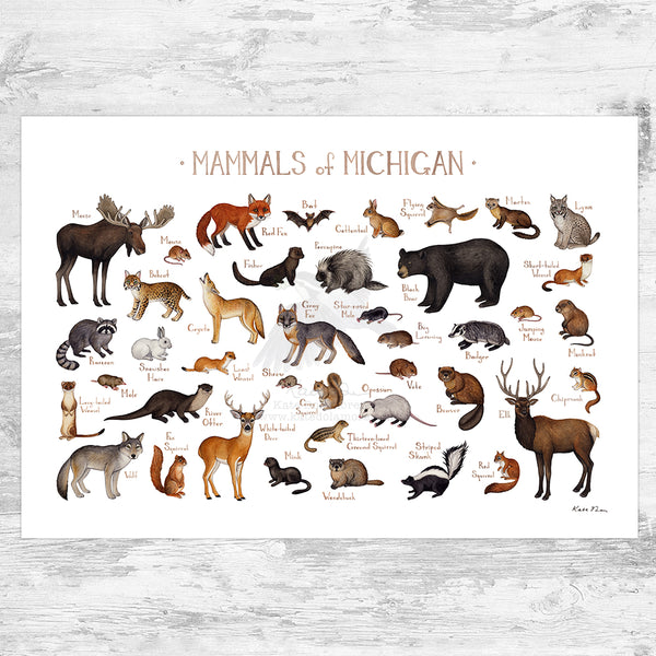 Michigan Mammals Field Guide Art Print