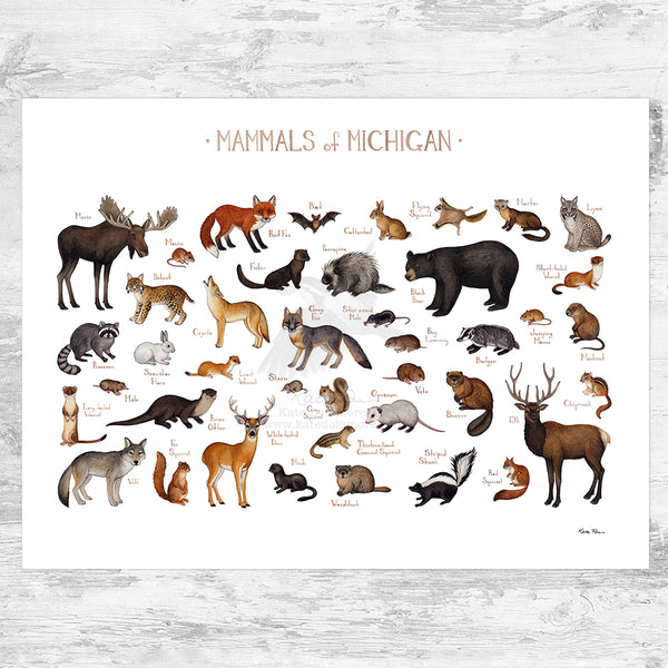 Michigan Mammals Field Guide Art Print