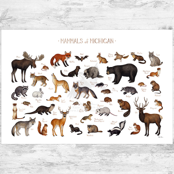 Michigan Mammals Field Guide Art Print